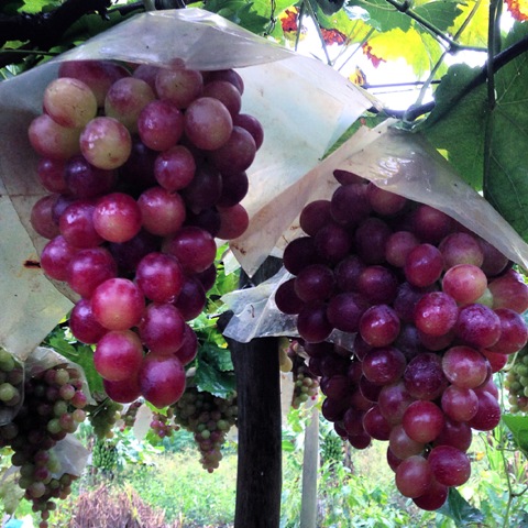 Ponto de colheita ideal da uva - Créditos Francisco Domingues Neto