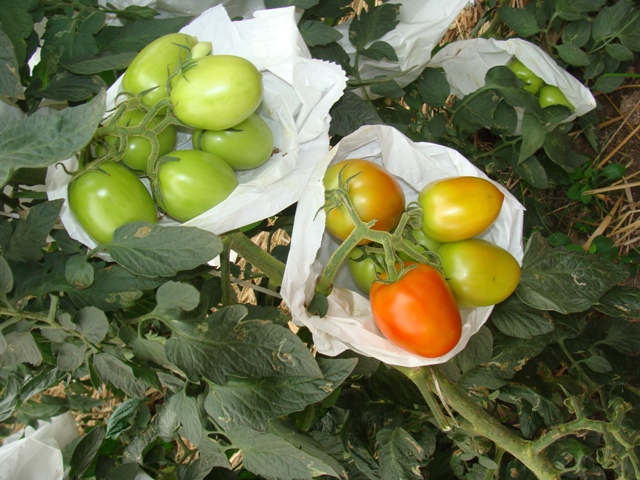 O ensacamento dos frutos com TNT é uma medida de prevenção contra a praga - Crédito Tomatec