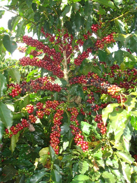 A nutrição do solo é um parâmetro essencial para um eficiente sistema de produção de café - Crédito Daniel Vieira