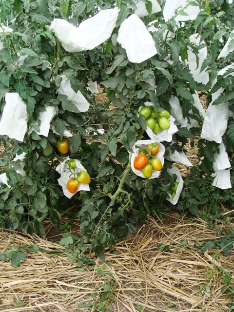 O TNT é um material usado como cobertura para proteção da planta e do solo - Crédito Tomatec