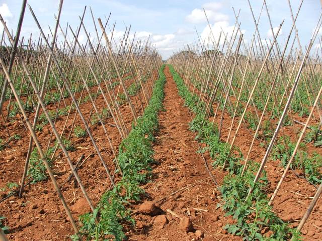  A fertirrigação criou um novo patamar de produtividade para a tomaticultura - Fotos Ana Maria Diniz