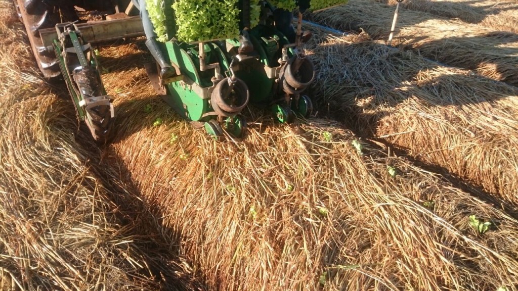 Canaviais ganham reforço de peso no controle de plantas daninhas  resistentes