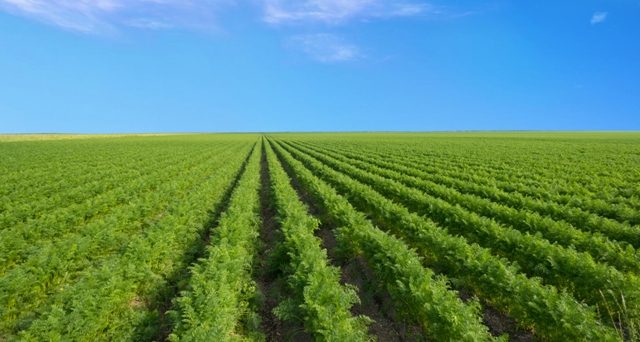 A incorporação de materiais orgânicos no solo reduz a população de nematoides - Crédito Shutterstock