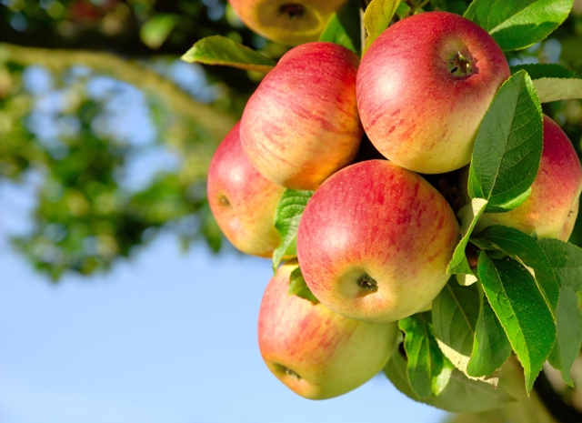 A maçã foi a primeira fruta a obter o selo da Produção Integrada de Frutas no Brasil - Crédito Shutterstock