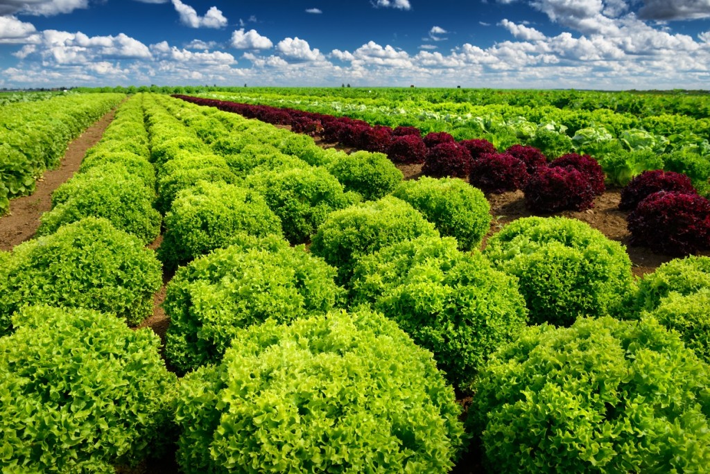 A produção de hortaliças folhosas é liderada por São Paulo, seguida pelo Rio de Janeiro - Créditos Shutterstock
