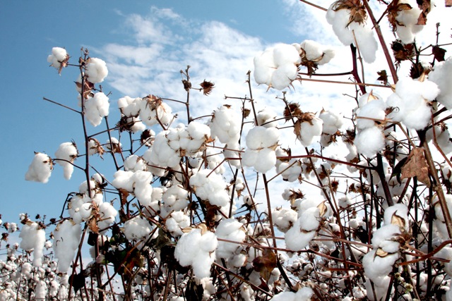 Atualmente, uma tonelada de algodão vale, em Minas Gerais,cerca de R$ 6.133,00 - Crédito Catarina Guedes