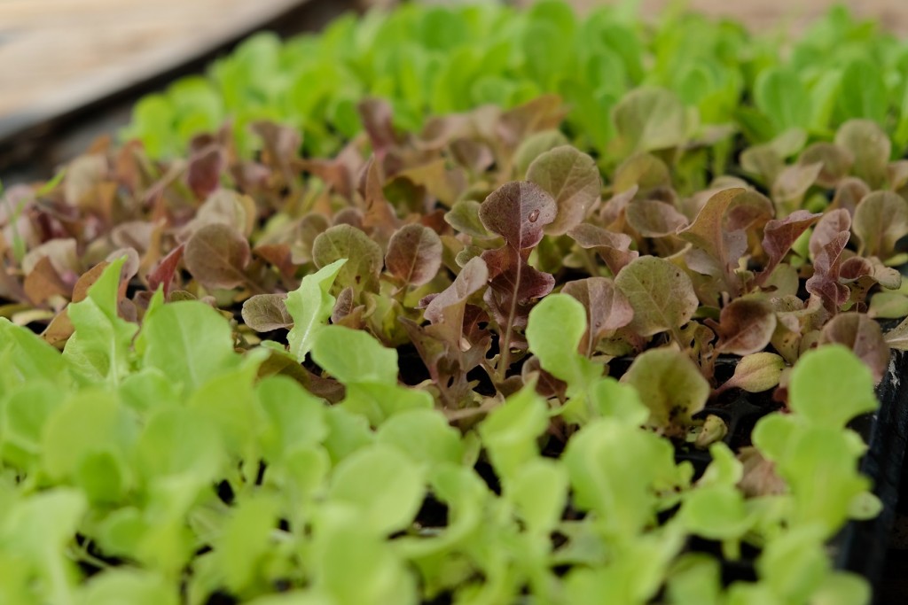 O cultivo de baby leaf tem valor superior e o menor tempo de cultivo - Crédito Shutterstock
