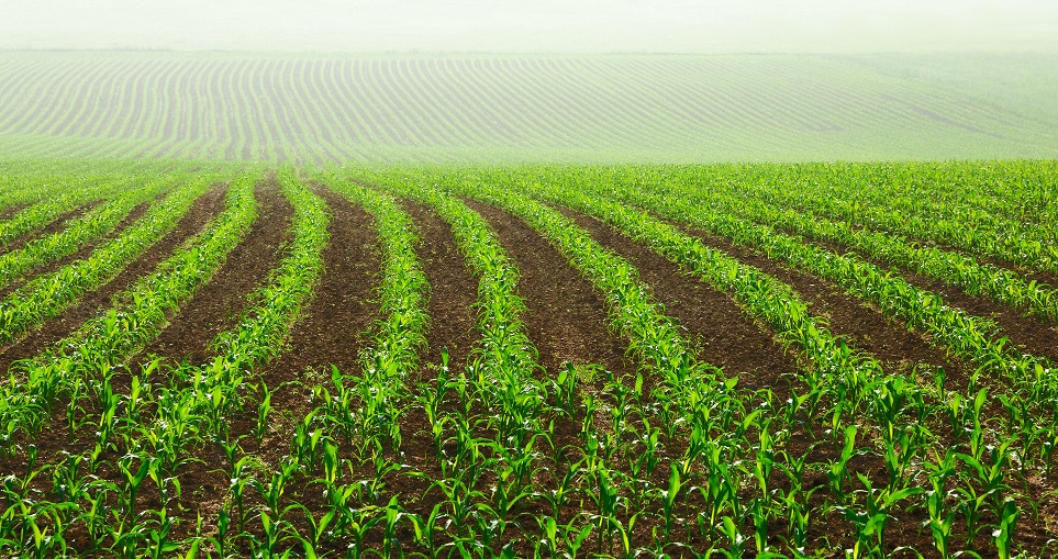 A soma térmica varia de região para região, por isso o milho tem que ser adaptada para o local - Crédito Shutterstock