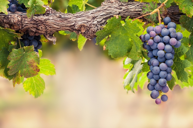 As uvas que receberam aminoácidos apresentam coloração mais intensa - Crédito Shutterstock
