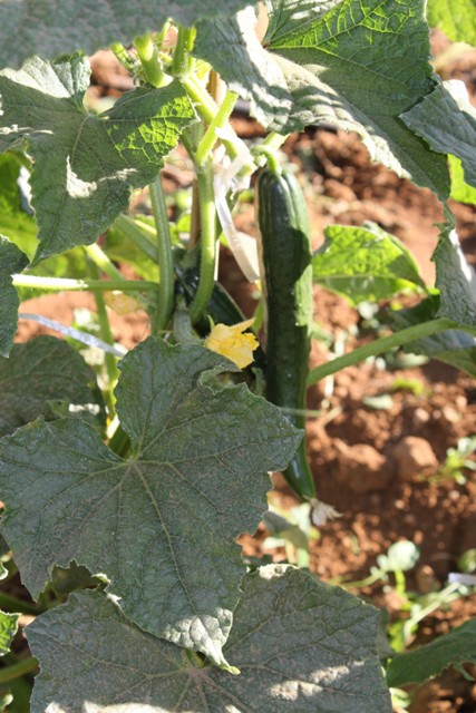 O pepino pode ser cultivado pelo sistema rasteiro ou tutorado - Crédito Miriam Lins