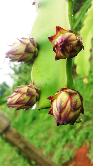 A pitaya é uma fruta exótica e de alto valor agregado - Crédito Verônica Andrade
