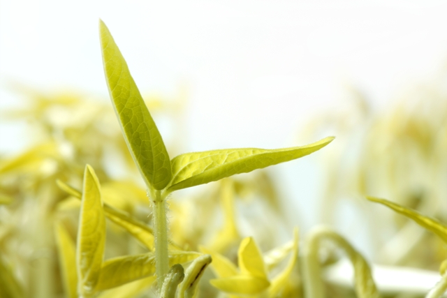 Os aminoácidos tornam a fotossíntese das plantas muito mais eficiente - Crédito Shutterstock