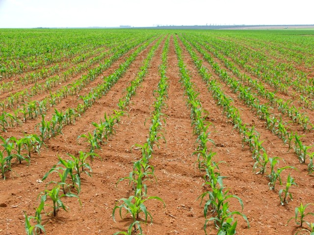 Todas as culturas são beneficiadas pelo uso de fertilizantes organominerais - Crédito Ana Maria Diniz