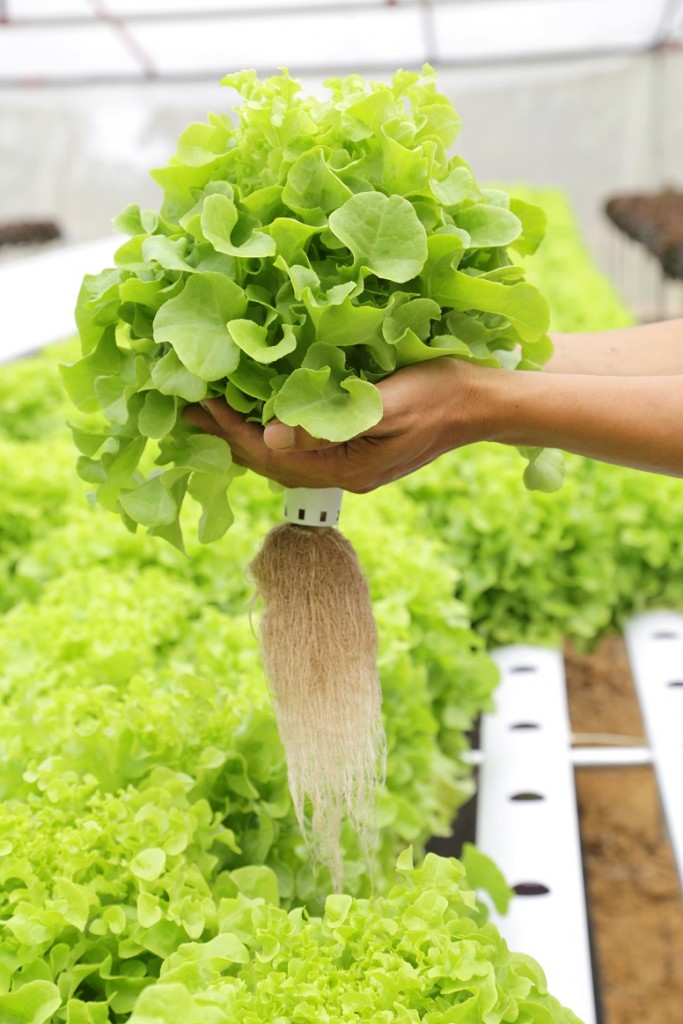 Os reservatórios independentes atendem a demanda nutricional das plantas - Crédito Shutterstock