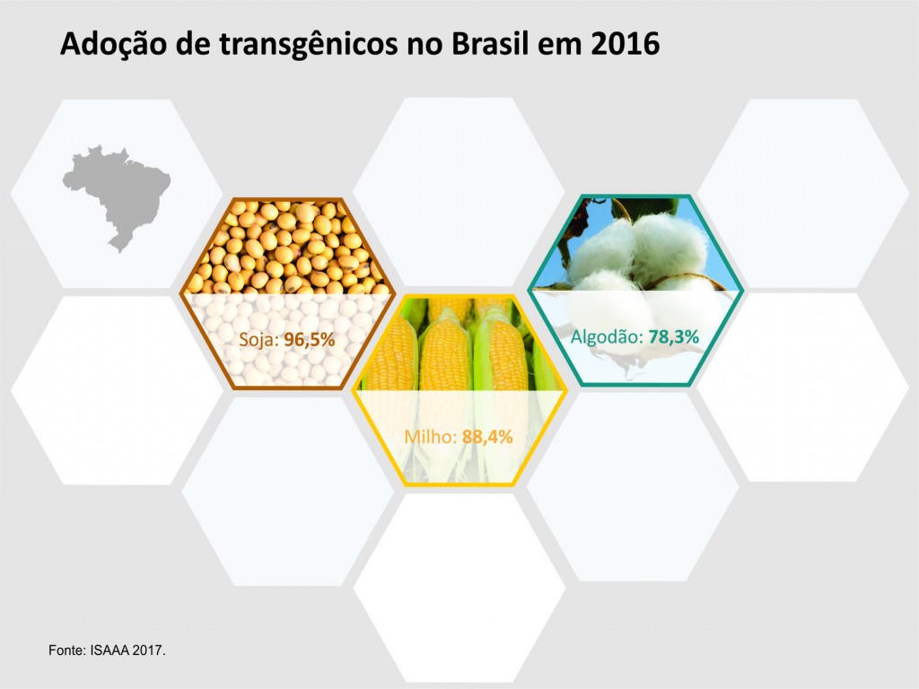 Brasil apresenta crescimento em transgênicos