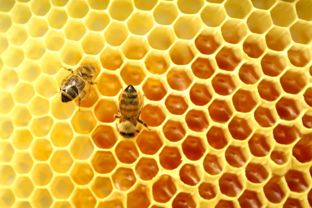 O mel vem a ampliando sua participação nas exportações, com crescimento no volume e no valor do produto no mercado externo- Crédito das Fotos: Divulgação/Seapa