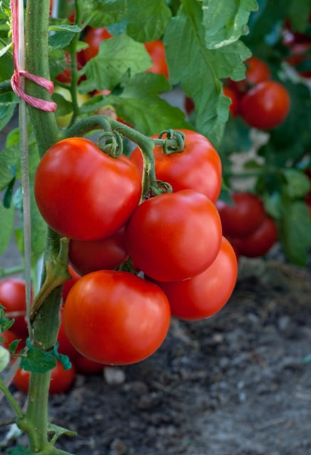 O tomateiro apresenta ganhos de produtividade com o emprego de fertilizantes organominerais - Crédito Shutterstock