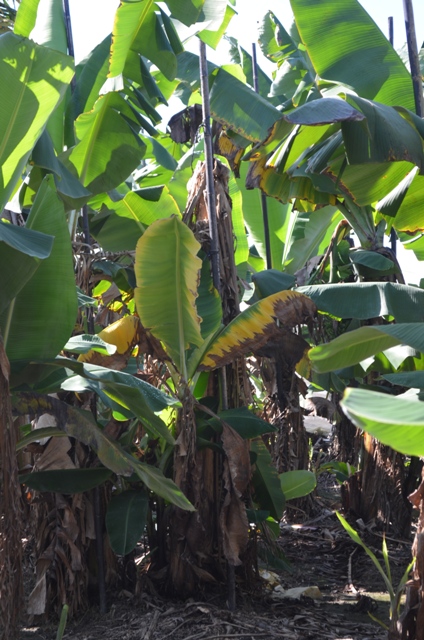 Tanto para a R4T como para outras raças do fungo causador do mal do Panamá, a bananeira apresenta sintomas externos e internos típicos - Créditos Miguel