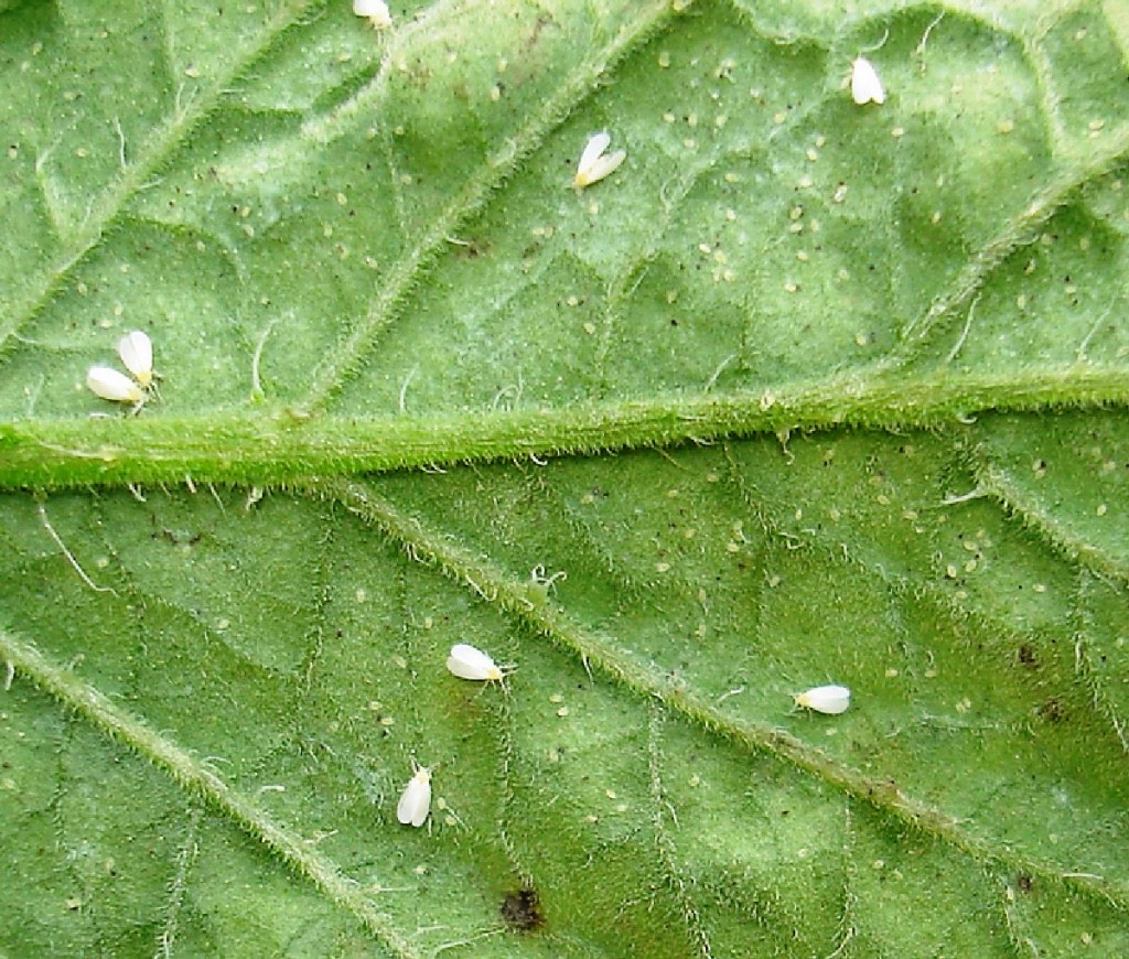 Sintomas de mosca-branca em folha de tomate - Crédito Luiz Bambini