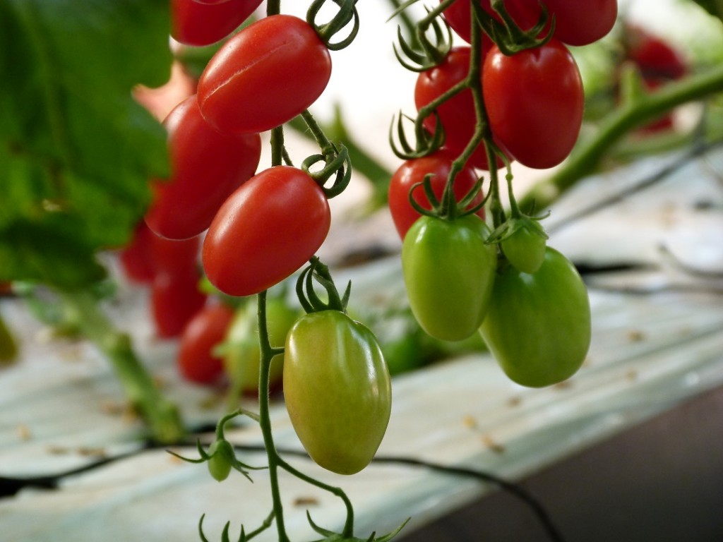 Tomates hidropônicos tem maior qualidade - Crédito Vladimir Landiva