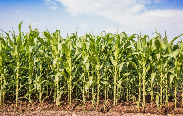 O Brasil ocupar o terceiro lugar na produção mundial de milho - Crédito Shutterstock