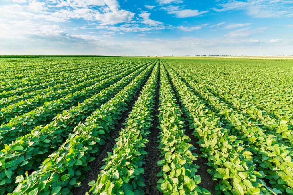 O nitrogênio líquido via foliar é uma alternativa para suplementar a nutrição via solo - Crédito Shutterstock