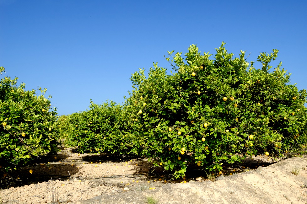 Os aminoácidos beneficiam a floração dos limoeiros - Créditos Shutterstock