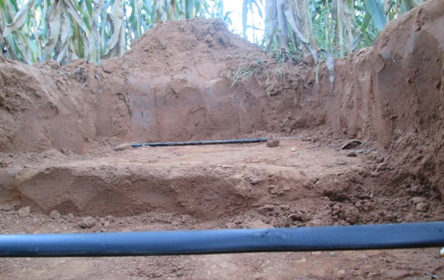 A irrigação fica enterrada e não atrapalha a mecanização - Fotos Rivulis