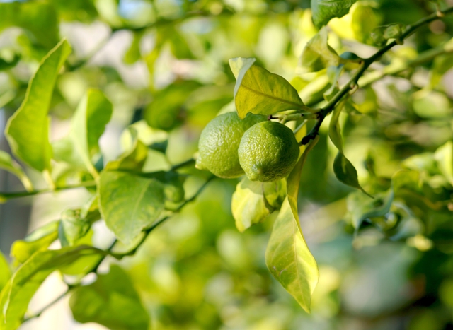 Conhecer as diferenças existentes sobre as espécies de citros é o ponto-chave para iniciar os cultivos - Créditos Shutterstock
