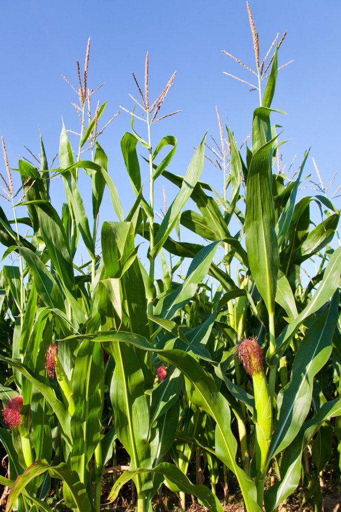  O milho vem alcançando ganhos fantásticos de produtividade
