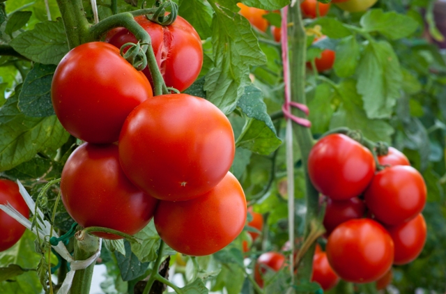 O plantio de tomate de mesa passou por grandes modificações na última década - Crédito Shutterstock