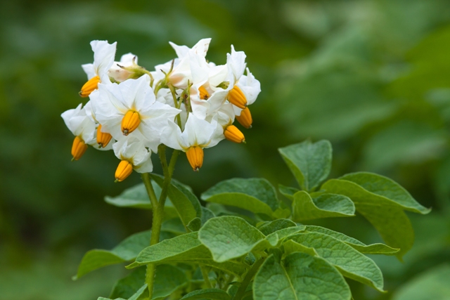 Os fertilizantes enriquecidos aumentam floração e produtividade - Fotos Shutterstock