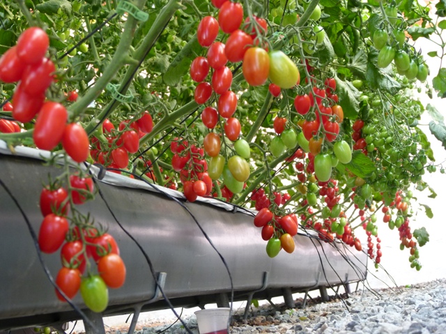 Os tomates especiais são conhecidos como gourmet - Crédito Vladimir Landiva