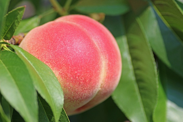 O sabor dos frutos é resultado do equilíbrio entre os seus diversos componentes químicos - Fotos Pixabay