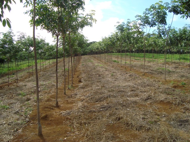 Apenas 10 árvores na idade produtiva já custeiam a mão de obra da colheita - Crédito Antônio Pádua