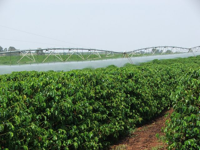O estresse hídrico controlado revolucionou a prática tradicional da irrigação frequente e continuada - Crédito Ana Maria Diniz