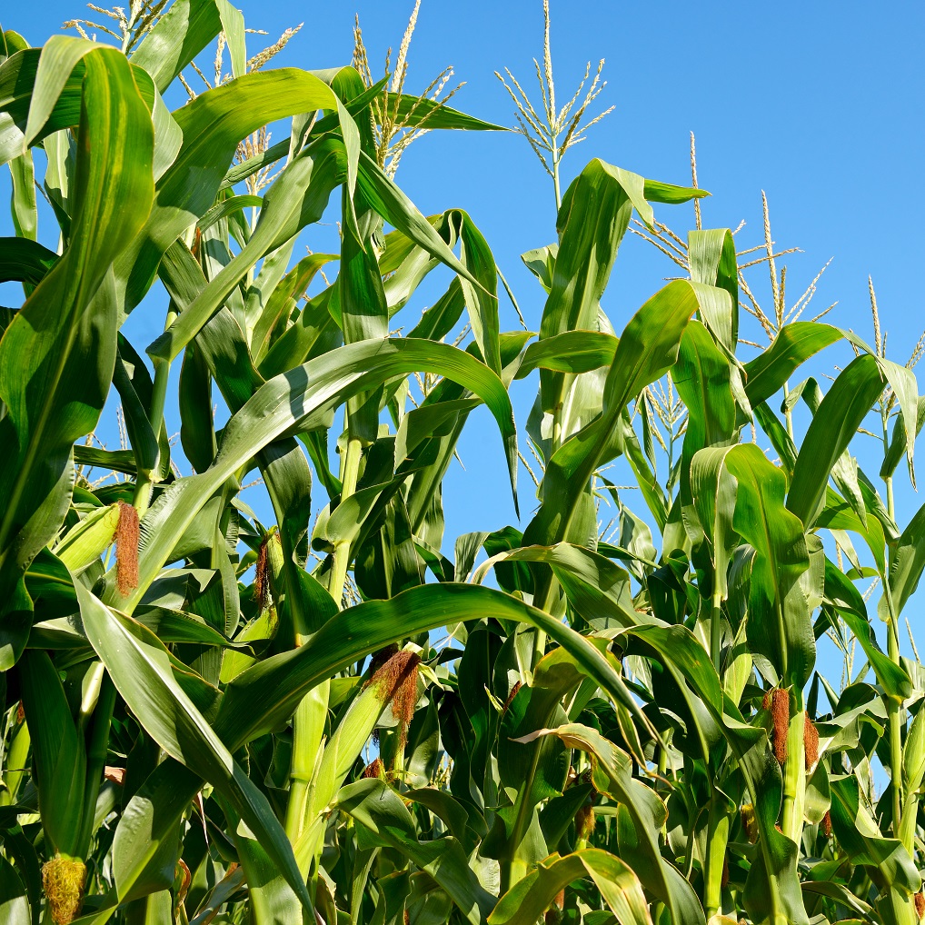 O nitrogênio beneficia todas as fases do milho - Crédito Shutterstock