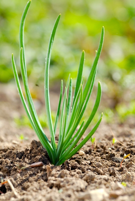 Misturas de adubos orgânicos obtêm-se um melhor balanço de nutrientes - Fotos Shutterstock