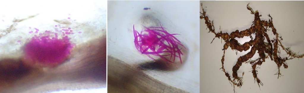 Massa de ovos de Meloidogyne incognita aderida ao tecido radicular da soja (esquerda), eclosão dos ovos do nematoide com liberação das larvas infectantes (centro) e raiz de soja com grande formação de galhas radiculares devido à  ação do nematoide (direita) - Créditos: Ricardo Bemfica Steffen