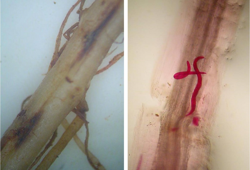 Pratylenchus - Raiz de soja com lesões provocadas pela ação do nematoide Pratylenchusbrachyurus(necrosamento) (esquerda) e presença dos nematoides no interior - Créditos: Ricardo BemficaSteffen