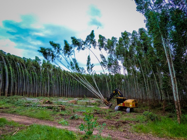Uma área de 200 hectares com árvores de eucalipto está reservada para a realização o evento - Créditos Divulgação Expoforest Valterci Santos