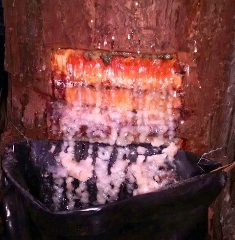 Goma resina de Pinus caribaea var hondurensis - Crédito Laércio Couto