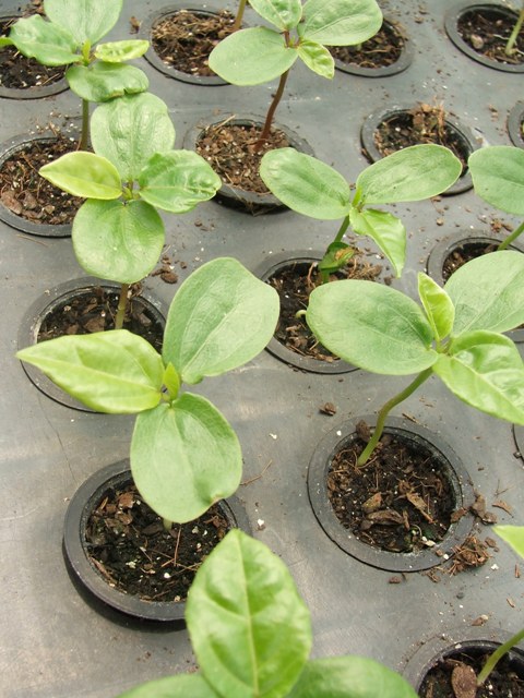 As sementes de maracujá originadas de matrizes certificadas são seguras e possuem maior potencial produtivo - Crédito Luize Hes