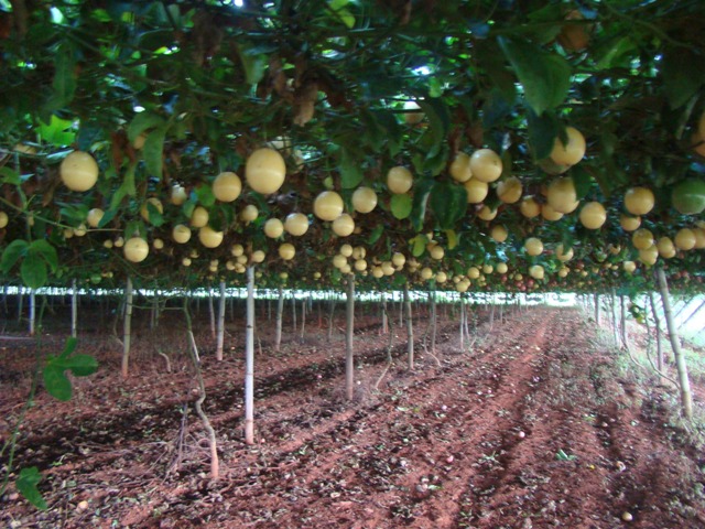 Algumas variedades de maracujá possuem potencial genético de produção de 120 toneladas por hectare por ano