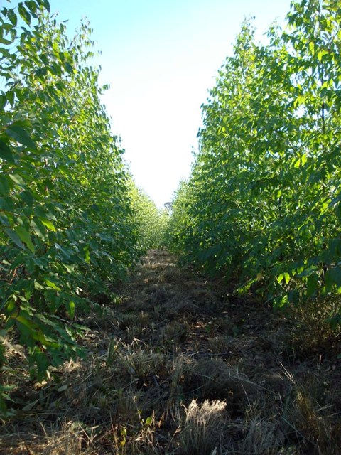 A tecnologia dos fertilizantes de liberação lenta é uma tendência, principalmente no eucalipto - Crédito Nutrion