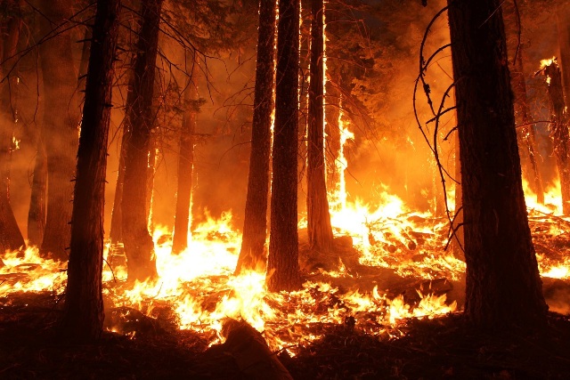 O incêndio florestal é grande problema na silvicultura - Crédito Pixabay
