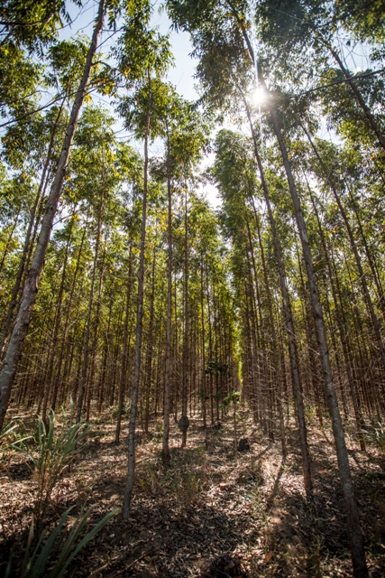 A técnica revela excelentes resultados e complementa o manejo nutricional da floresta - Crédito Fibria