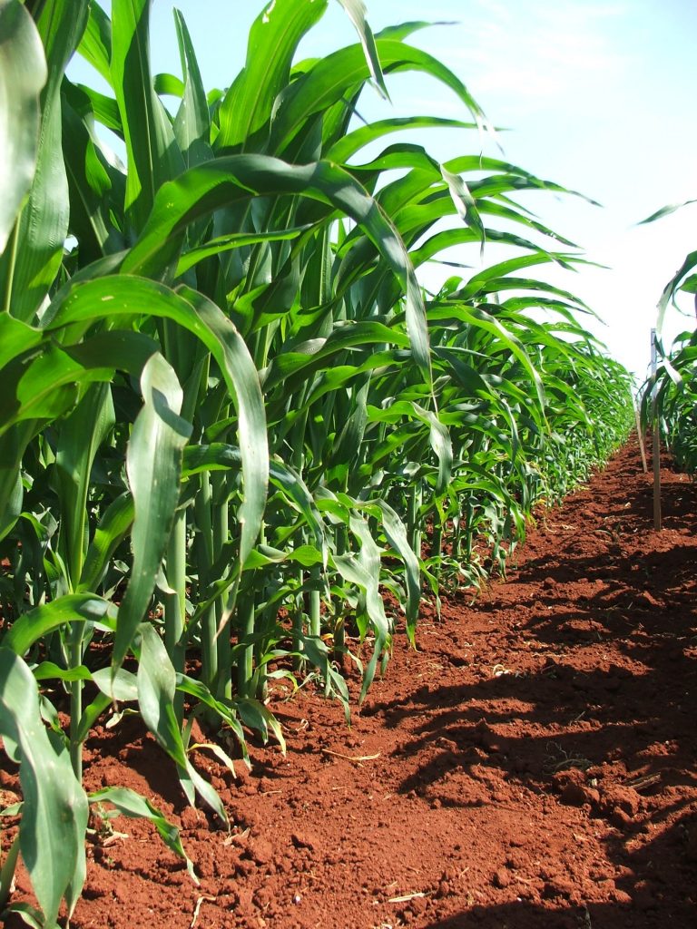 A área de plantio de milho safrinha gira em 11 milhões de hectares - Crédito Miriam Lins