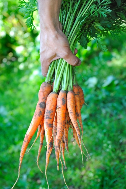 A cenoura se mostra mais saudável, com a aplicação de silício - Créditos Shutterstock