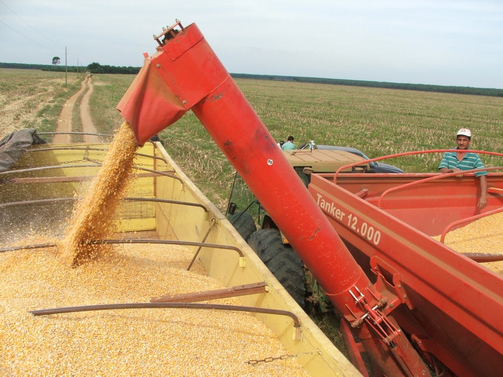 O milho Bt tem proporcionado altas produtividades Brasil afora - Crédito Miriam Lins